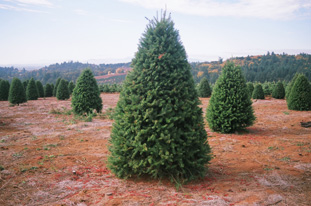 Douglas Fir
