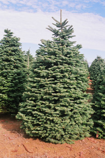 Noble Fir