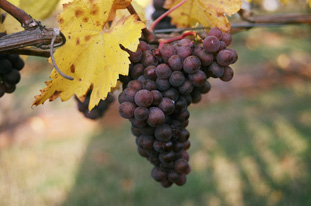 Pinot Gris