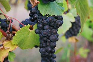 Pinot Noir